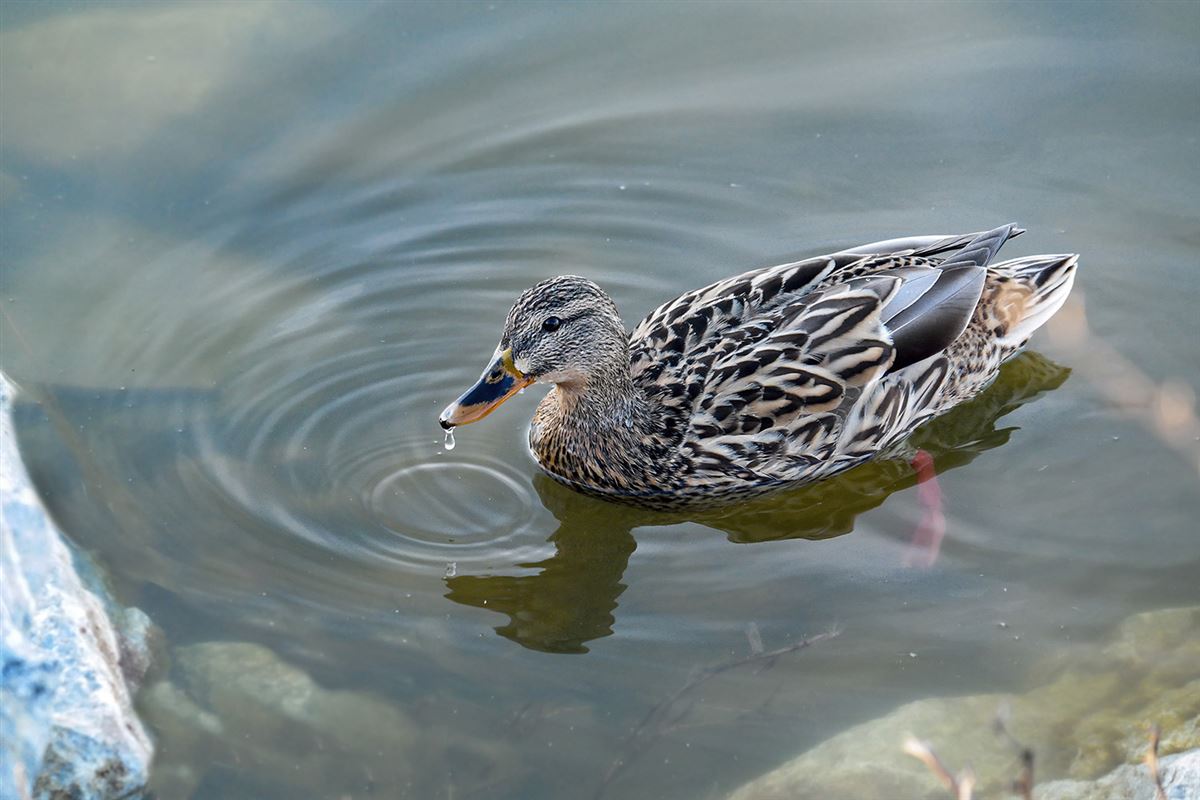 Mallard
