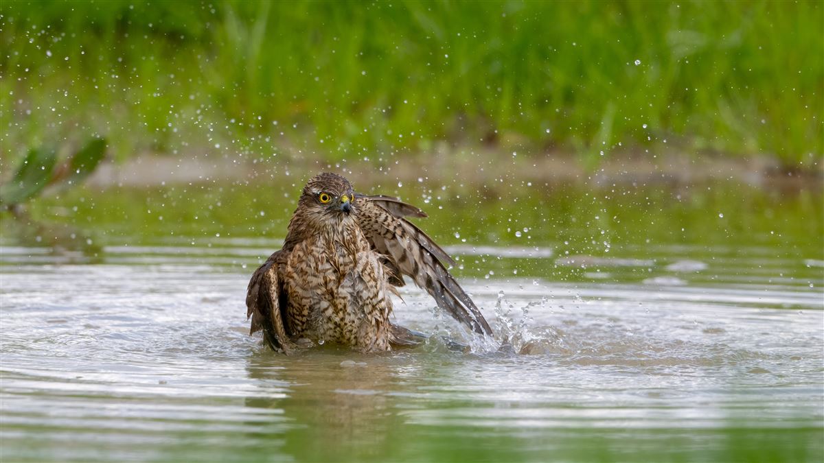 Eurasian Sparrowhawk