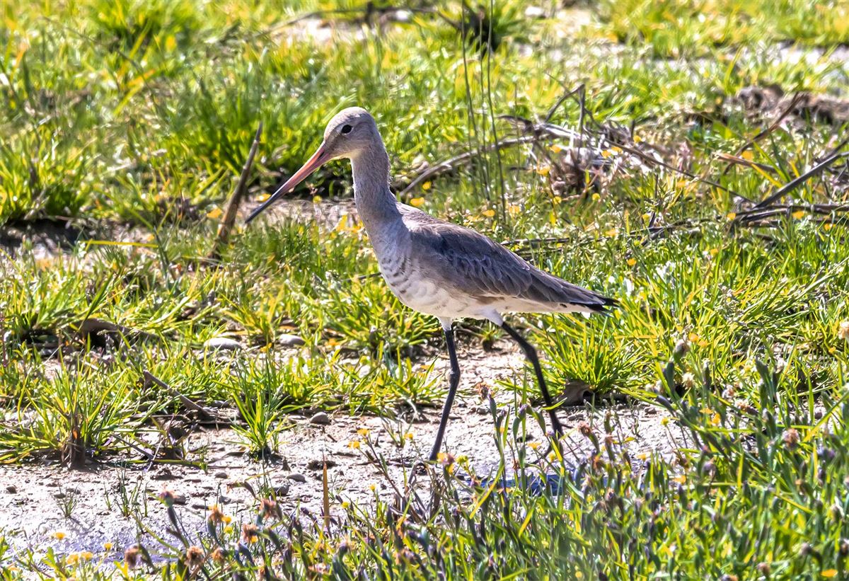 Black-tailed Godwit
