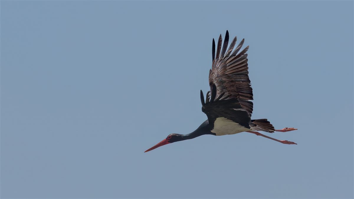 Black Stork
