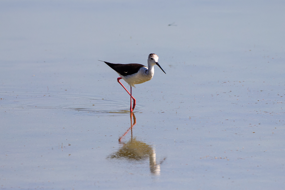 Black-winged Stilt