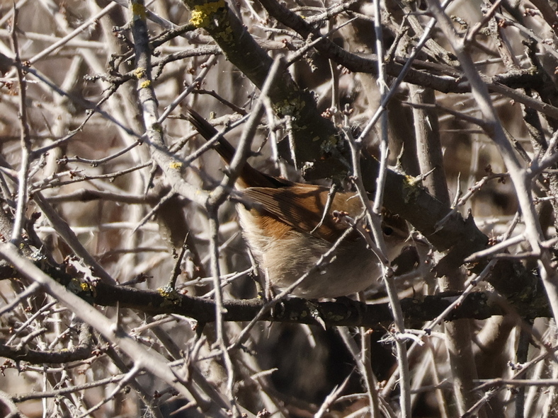 Cetti`s Warbler