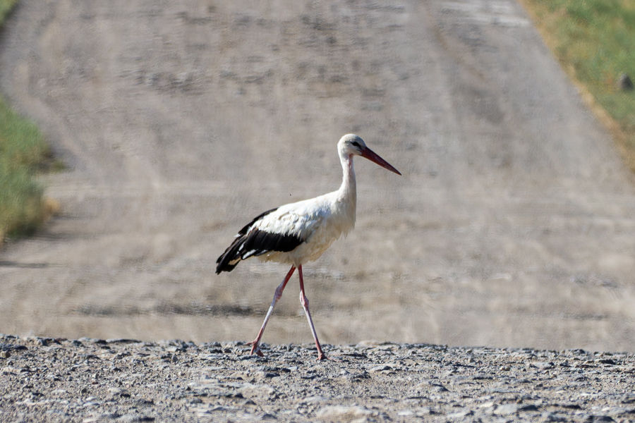 White Stork