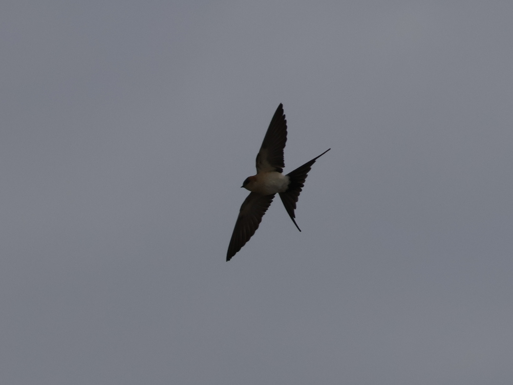 European Red-rumped Swallow
