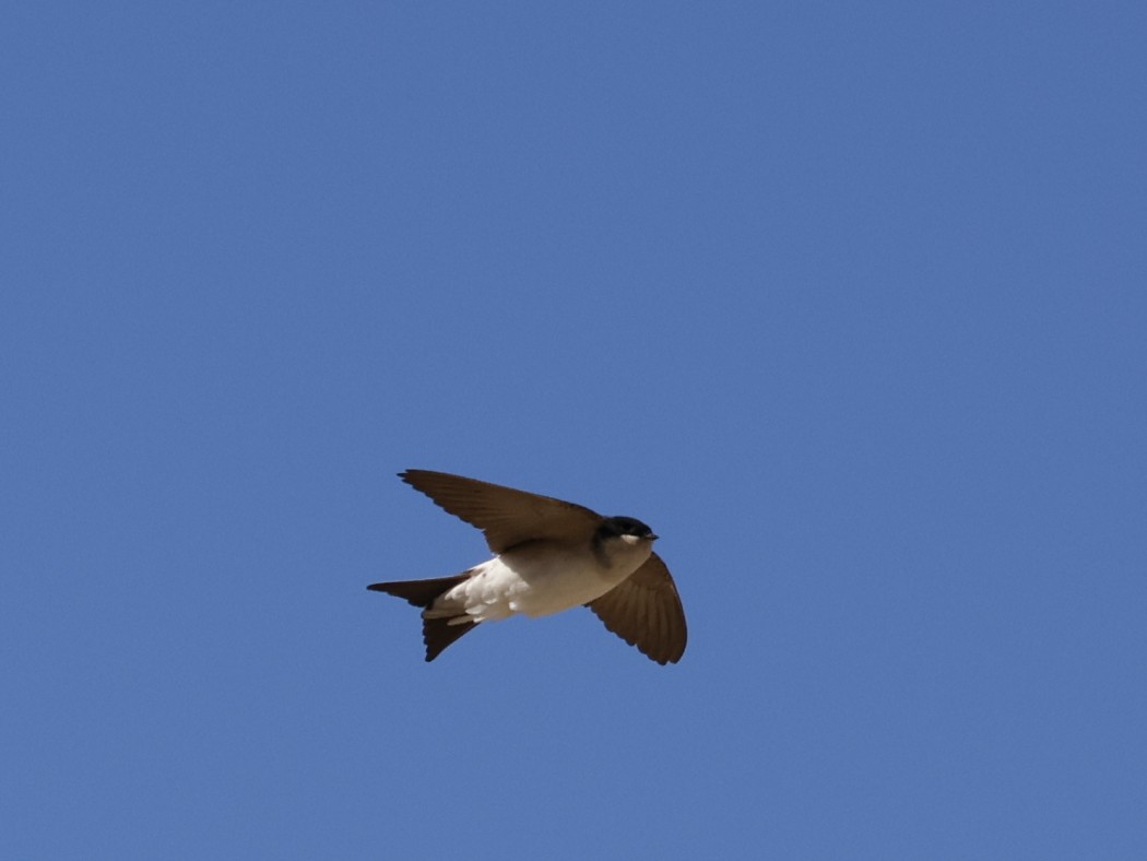 Western House Martin