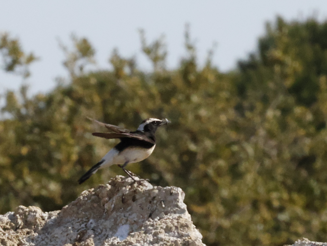 Cyprus Wheatear