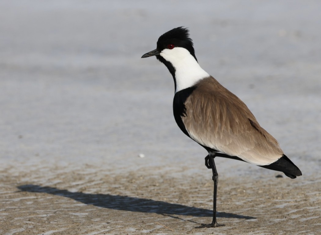 Spur-winged Lapwing