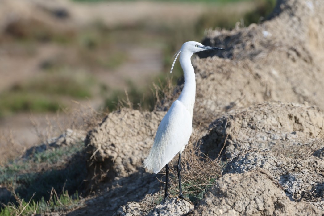 Little Egret
