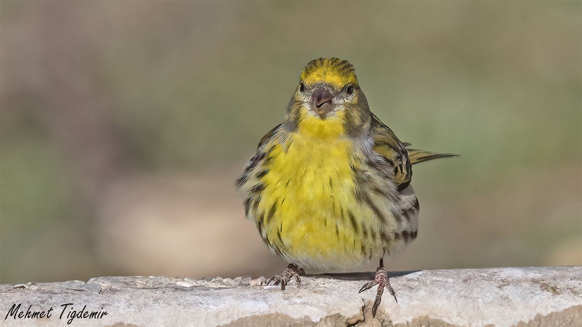 European Serin