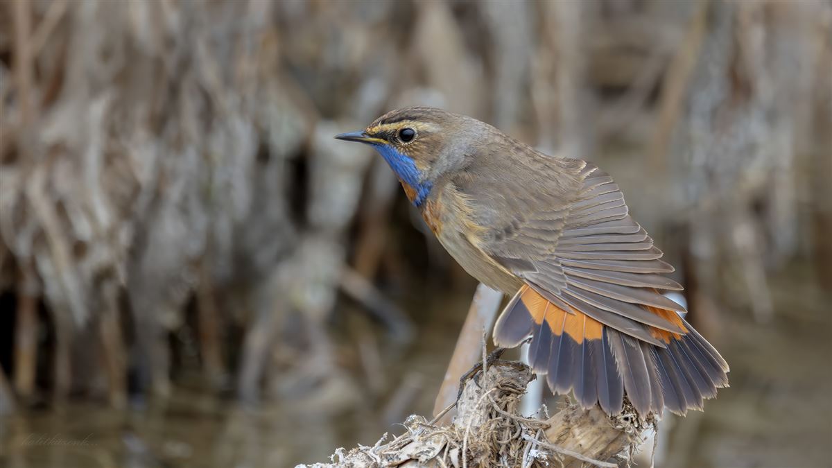 Bluethroat