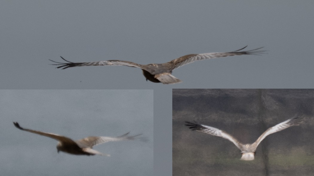 Western Marsh Harrier
