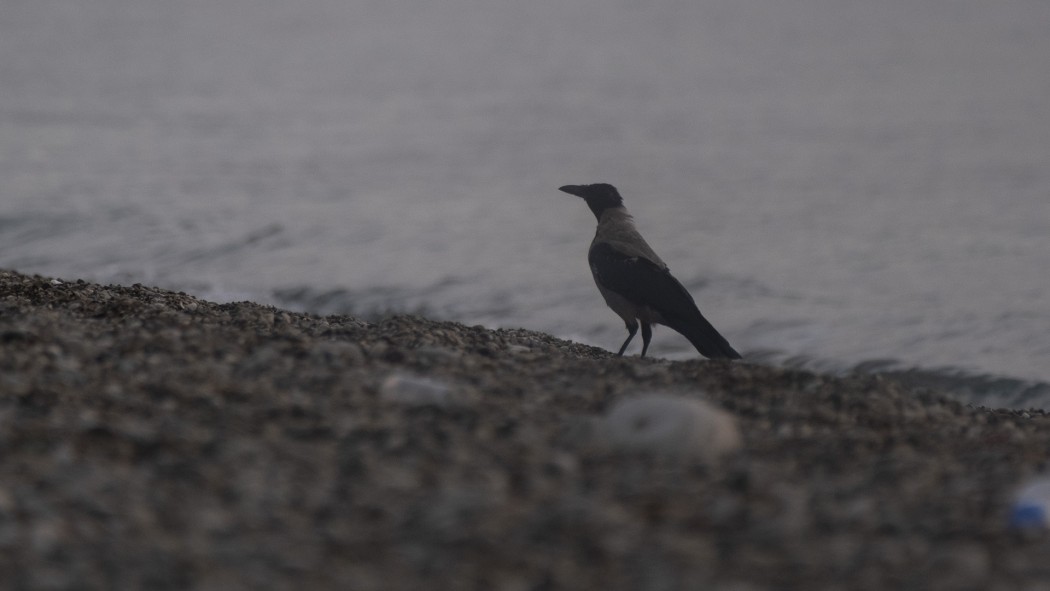 Hooded Crow