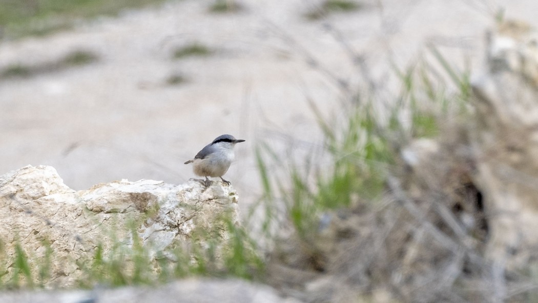 Western Rock Nuthatch