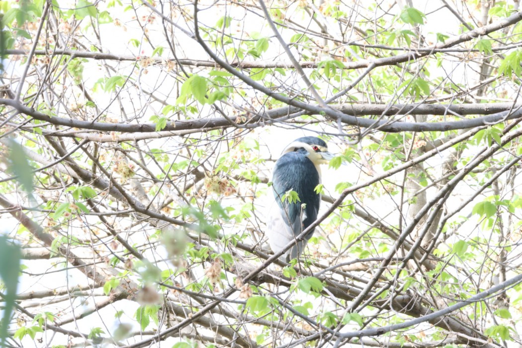Black-crowned Night Heron