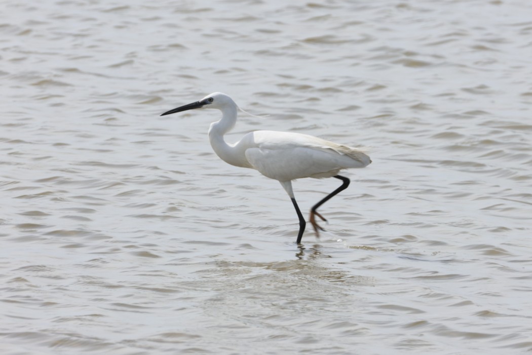 Little Egret