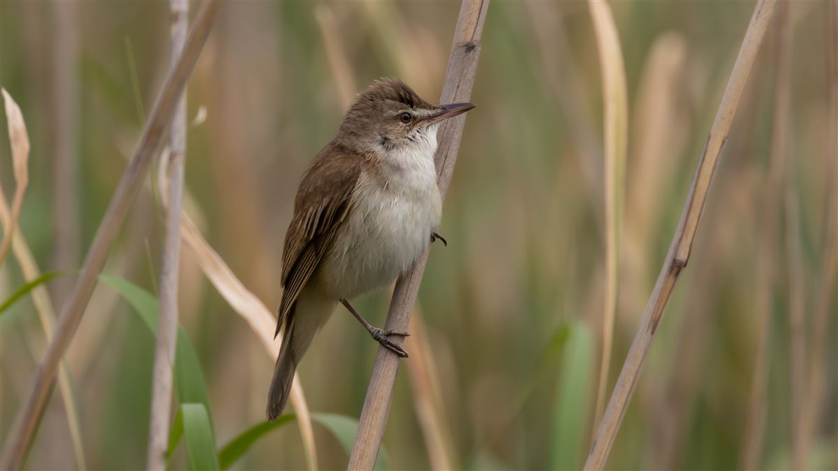 Great Reed Warbler
