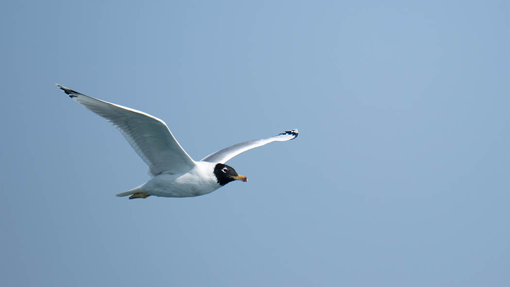 Pallas`s Gull