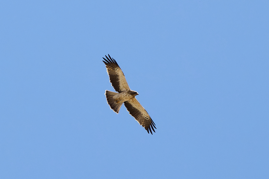 Booted Eagle