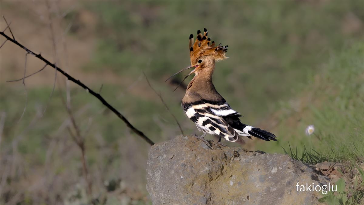 Common Hoopoe