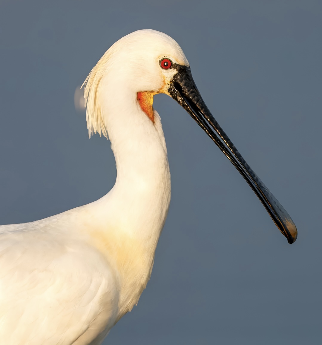 Eurasian Spoonbill