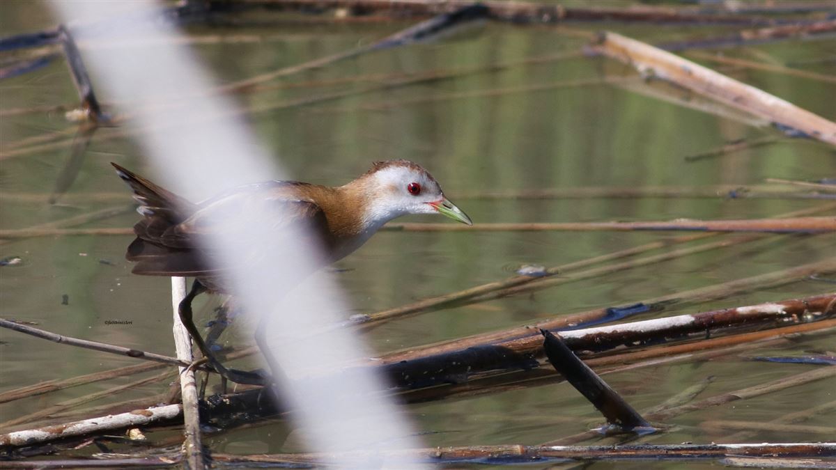 Little Crake
