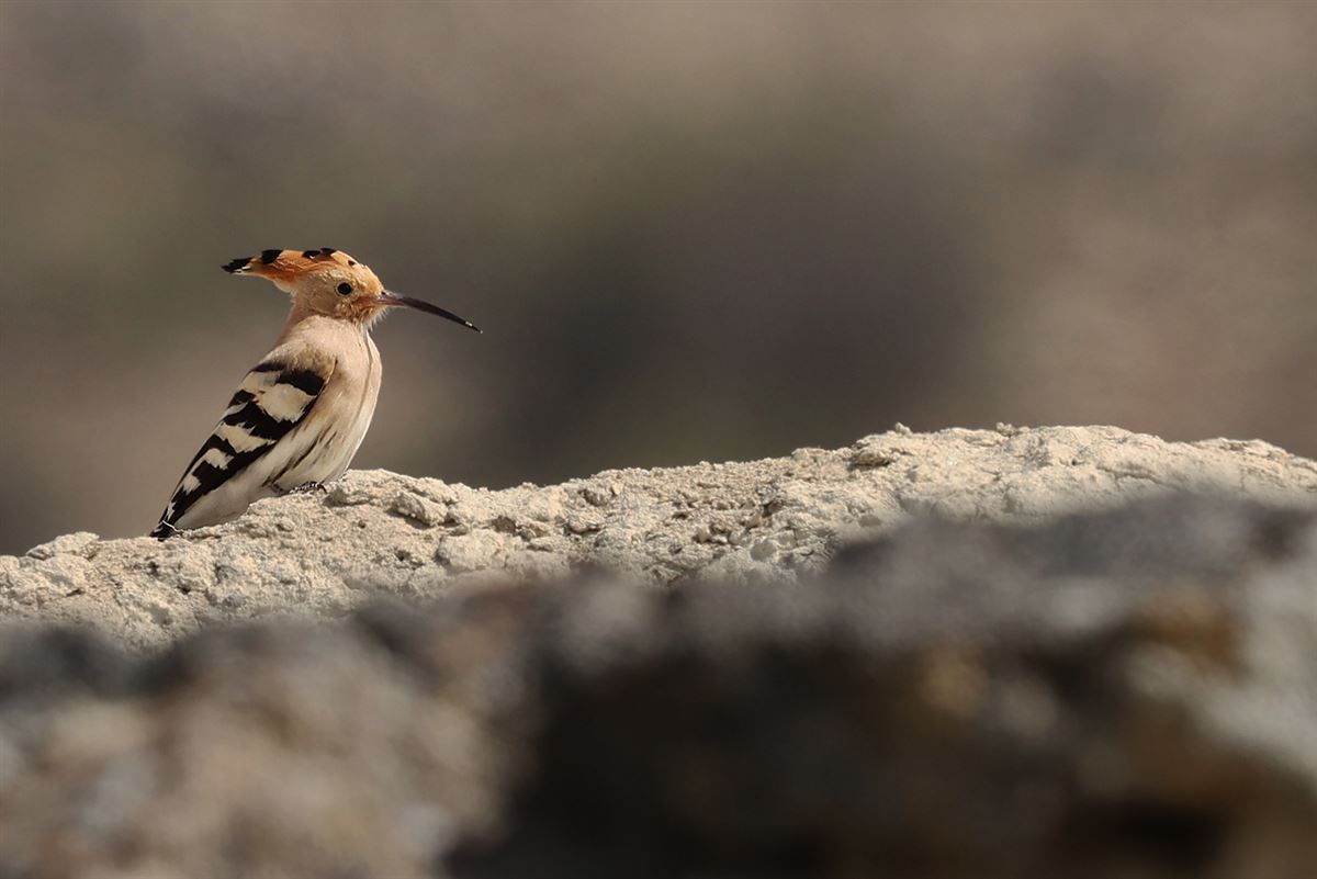 Common Hoopoe