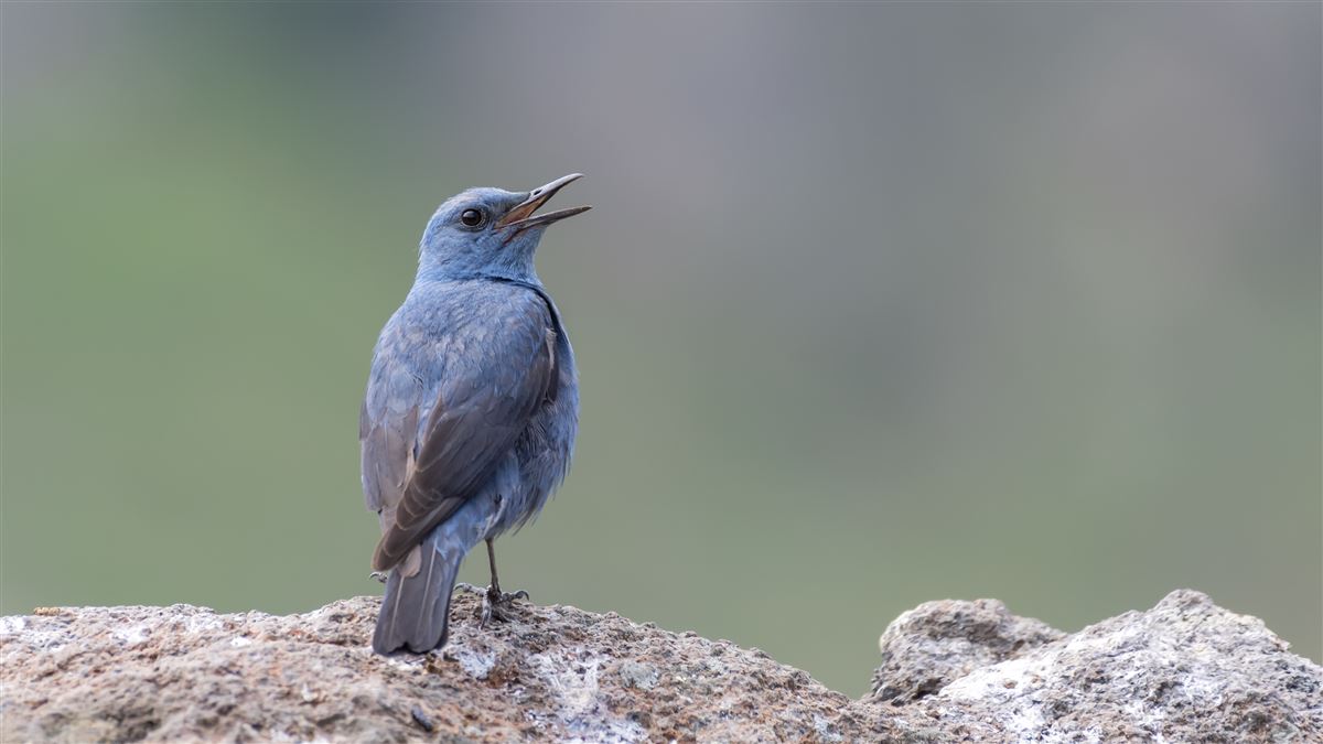 Blue Rock Thrush