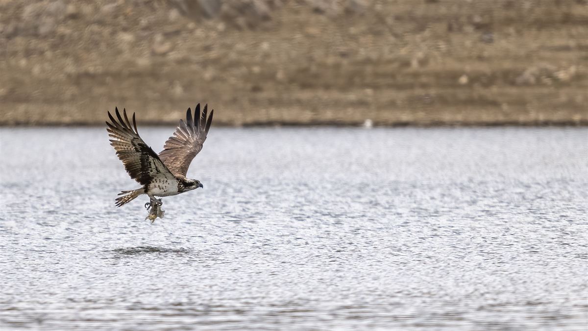Osprey