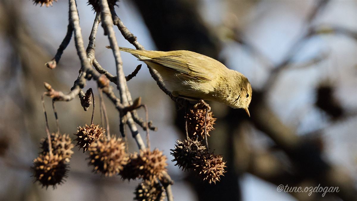 Common Chiffchaff