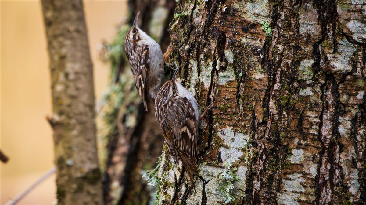 Short-toed Treecreeper