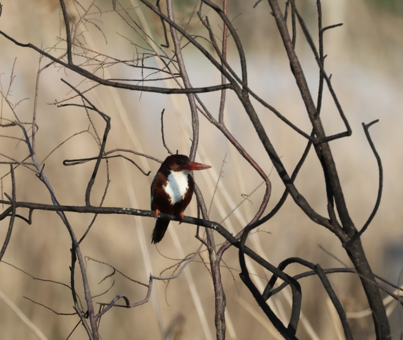 White-throated Kingfisher