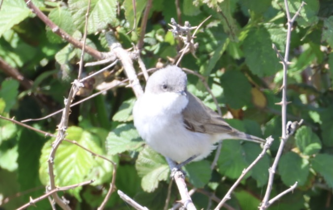 Lesser Whitethroat