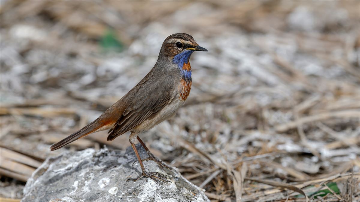 Bluethroat