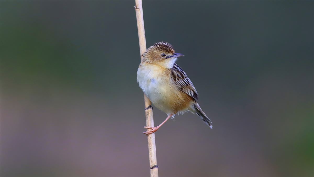 Zitting Cisticola