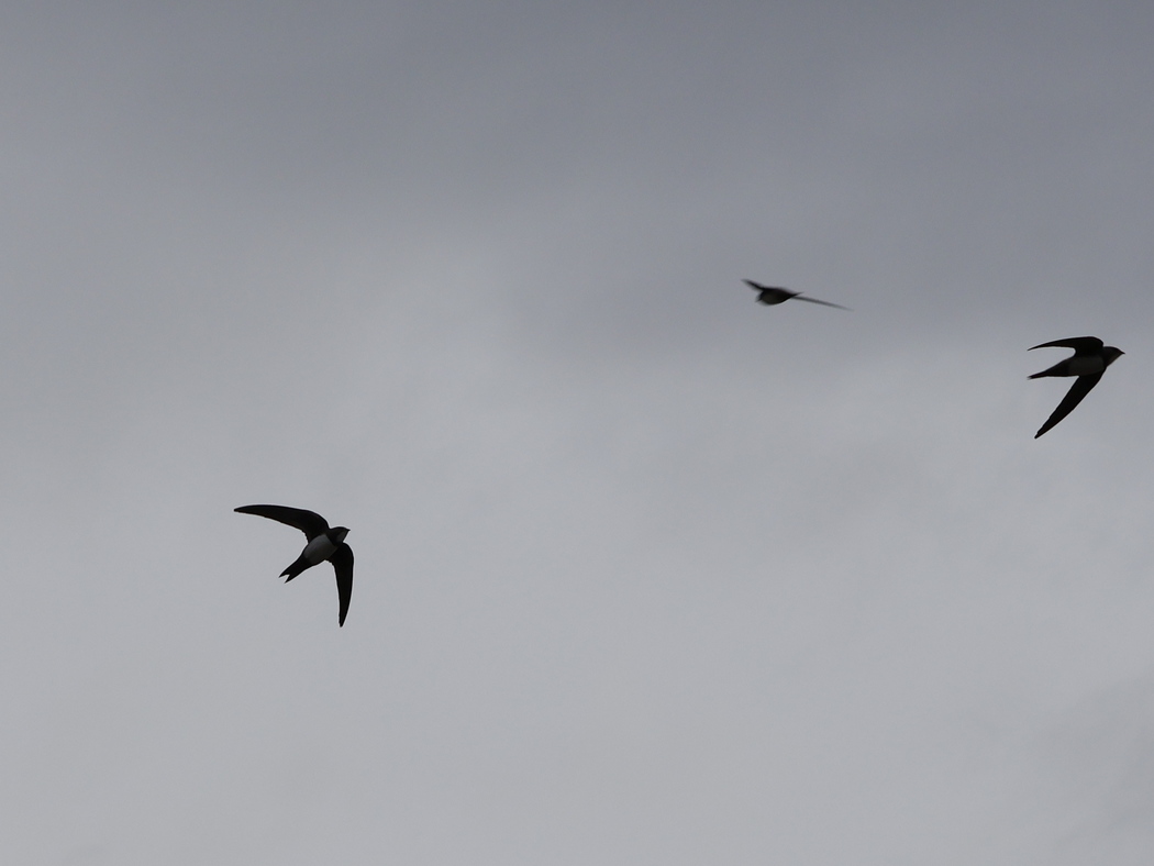 Alpine Swift