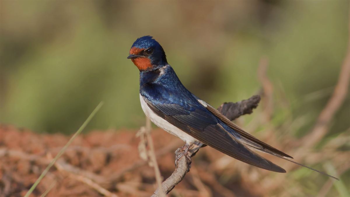 Barn Swallow