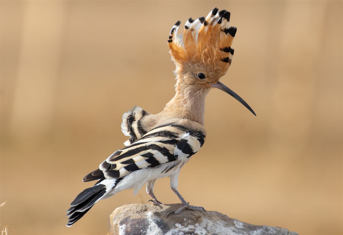 Common Hoopoe