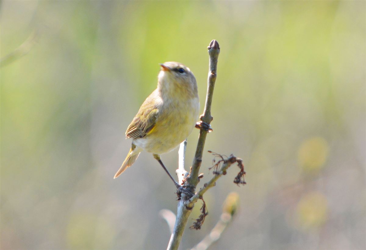 Common Chiffchaff