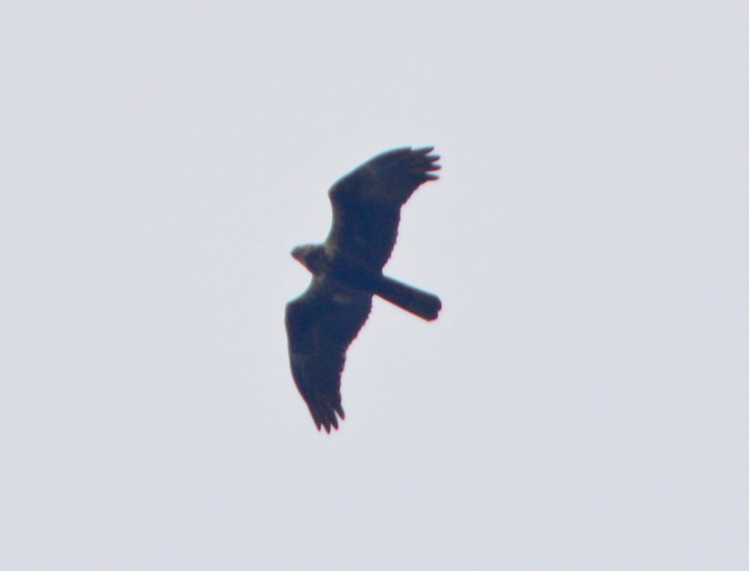 Western Marsh Harrier