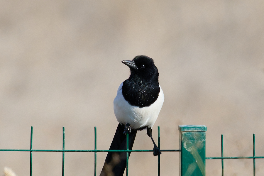 Eurasian Magpie