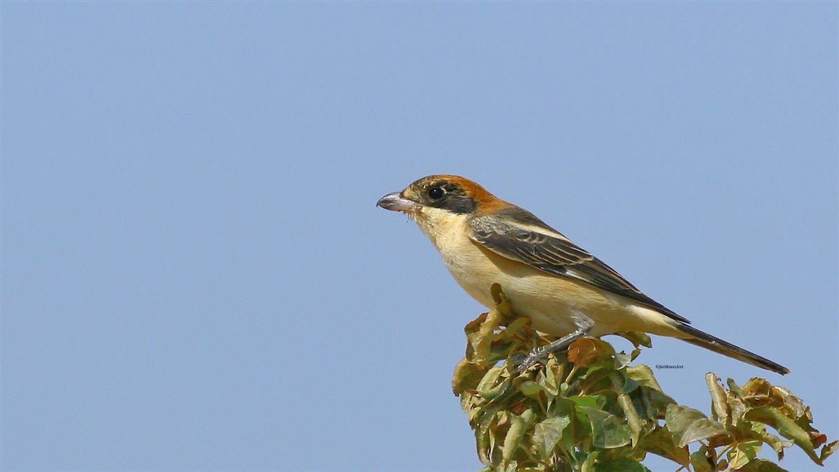 Woodchat Shrike