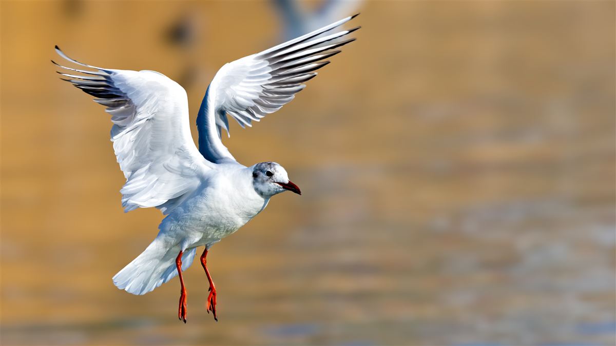 Black-headed Gull