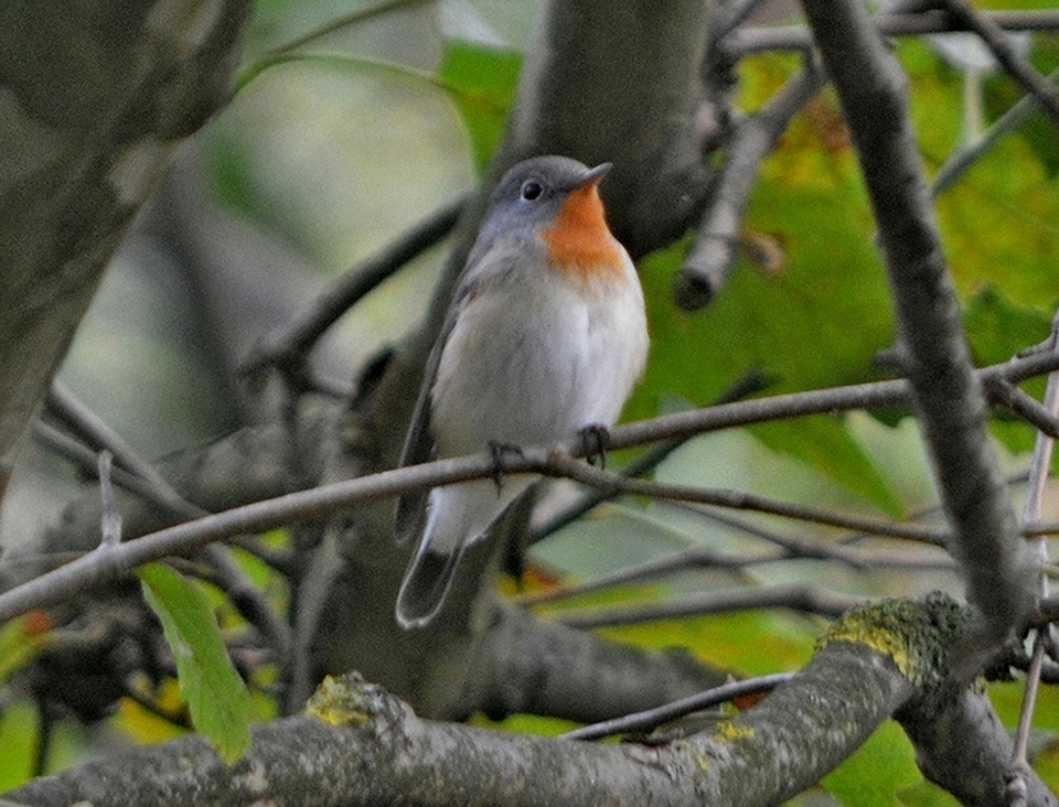Red-breasted Flycatcher
