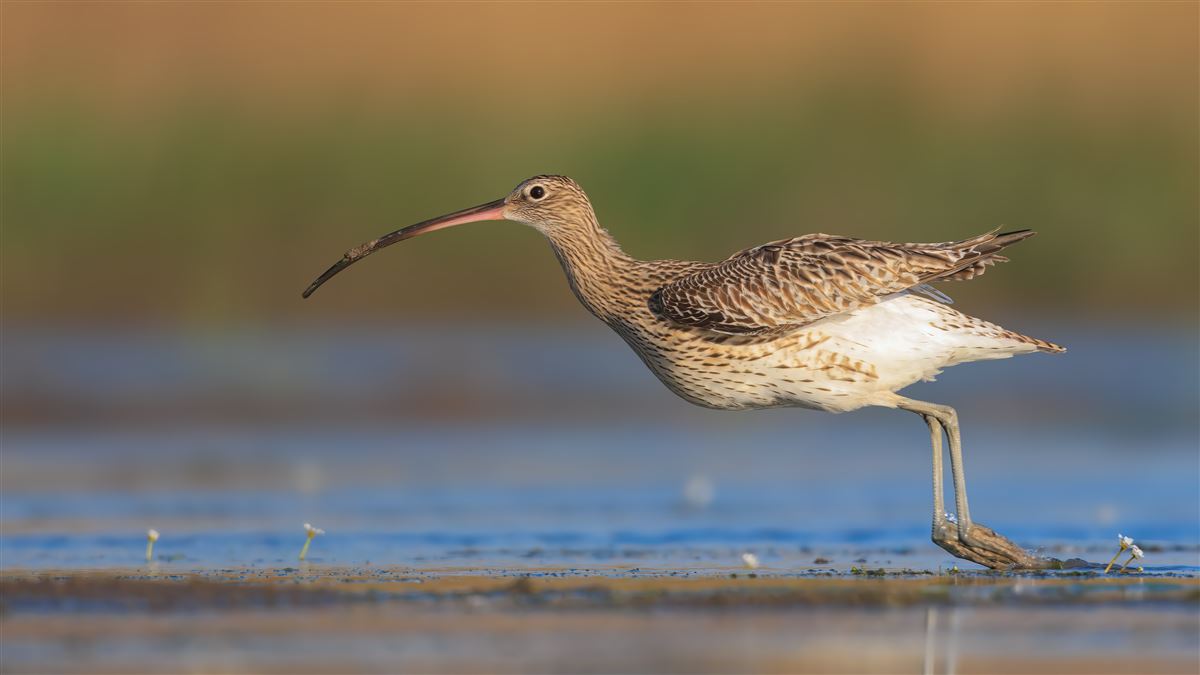 Eurasian Curlew
