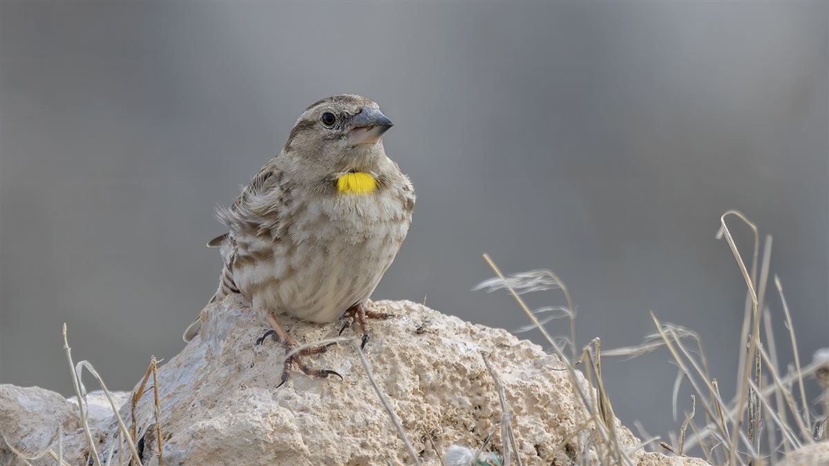 Rock Sparrow