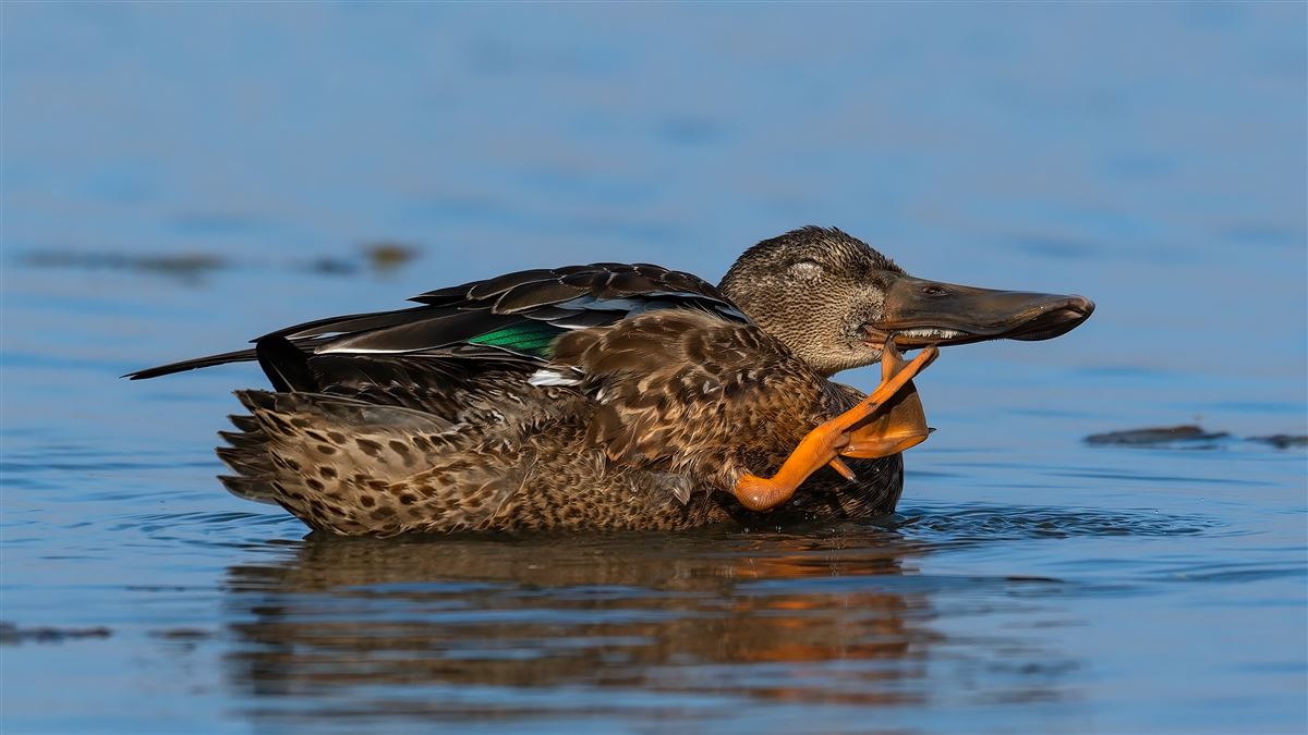 Northern Shoveler