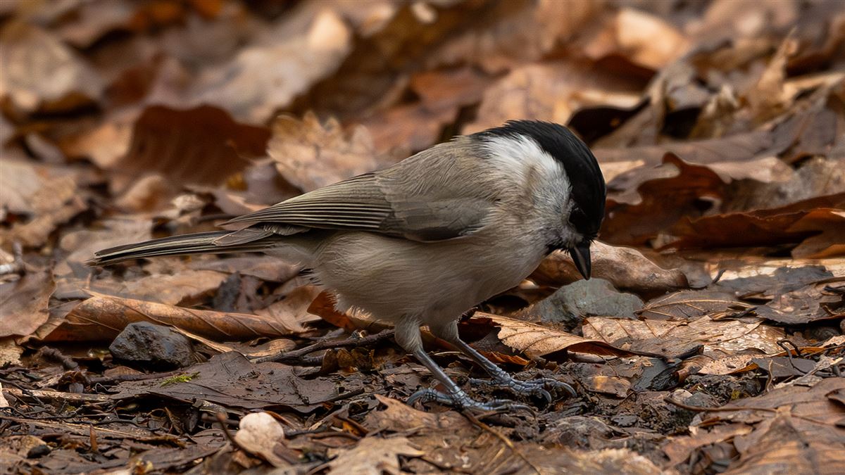 Marsh Tit