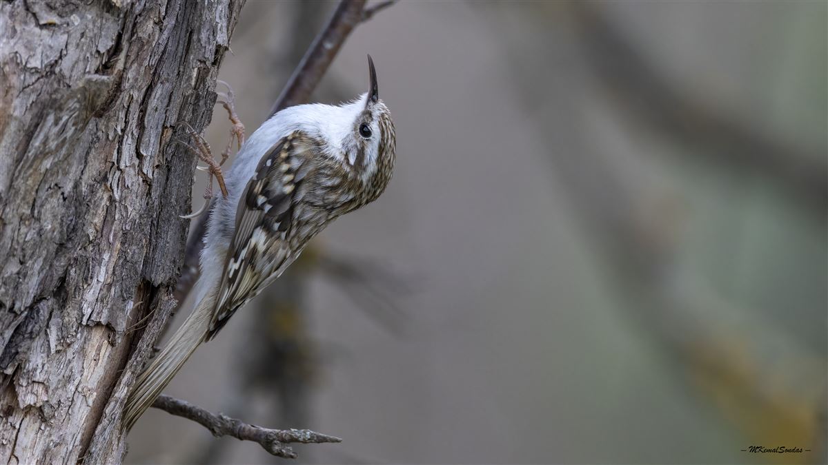 Eurasian Treecreeper