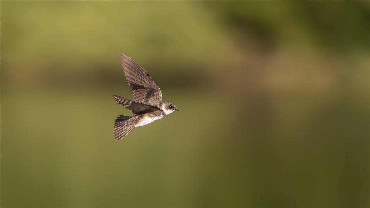 Sand Martin