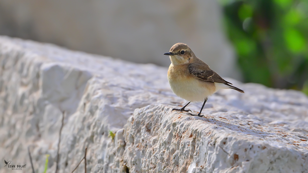 Black-eared Wheatear